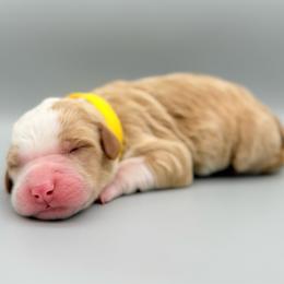Brooke - female Australian Mountain Doodle puppy in Chattanooga, Tennessee from River City Doodles TN