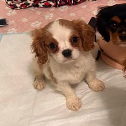 Shimmer - Blenheim female Cavalier King Charles Spaniel puppy in Conway, Missouri from Jordan  Harrison