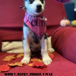 Siberian Husky Puppies from Phresh Pharm Husky Ranch