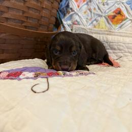 Abby - Chocolate and tan female Dachshund puppy in Cabool, Missouri from Hidden Valley Farms