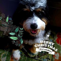 Bernedoodle Puppies from M2 Bernedoodles