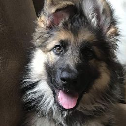 German Shepherd Puppies from Chattanooga Tn German Shepherds