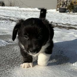 Boy 2 - Black and white male American Corgi puppy in Portland, North Dakota from Sliding stop corgis