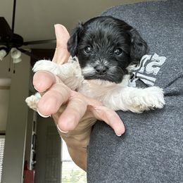 Bernice - Black and white female Cavapoo puppy in Thorndale, Texas from Hattie’s Texas Cavapoos