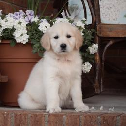 Golden Retriever Puppies from Wise-Taylor Goldens