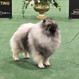 Keeshond Puppies from Windrift Keeshond