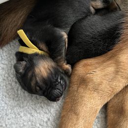 German Shepherd Puppies from Zwinger vom Schneider Wald