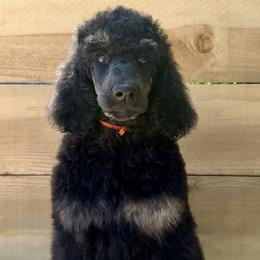 Maitake - Phantom male Poodle puppy in Arroyo Grande, California from Ever So Clever Poodles