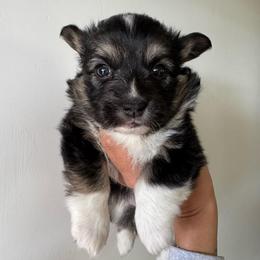 Daisy - Black and tan female Pembroke Welsh Corgi puppy in Red Bluff, California from Circle T Livestock & K9 Co.