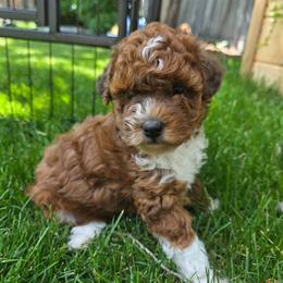Lily - Sable female Aussiedoodle puppy in Blackfoot, Idaho from Draper Mountain Doodles
