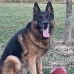 Zepplin - German Shepherd