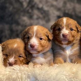 Nova Scotia Duck Tolling Retriever Puppies from Juniper Tollers
