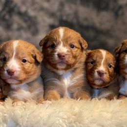 Nova Scotia Duck Tolling Retriever Puppies from Juniper Tollers