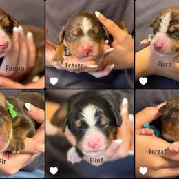 Bernedoodle puppies from Sassy Pants Pups