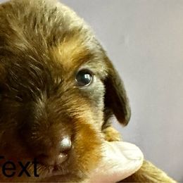 Purple - Brody - Red Dachshund puppy in Henrico, Virginia from RVA Wirehaired Weenies