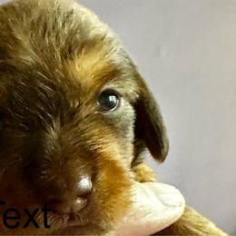 Purple - Brody - Red Dachshund puppy in Henrico, Virginia from RVA Wirehaired Weenies