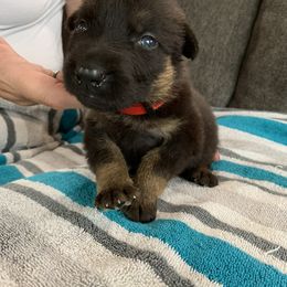 Boy 1 - German Shepherd puppy in Waycross, Georgia from Lloviendo Shepherds