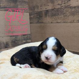 Ladybug - Tri-color female Bernedoodle puppy in Cambridge, Minnesota from Country Meadow Doodles