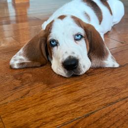 Green Collar Male - Mahogany and white male Basset Hound puppy in Manchester, Tennessee from Middle TN Leopard Catahoulas and Middle TN Bassett Hounds