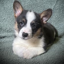 Male 1 - Black and tan male Pembroke Welsh Corgi puppy in Surprise, Arizona from Ruff and Rowdy Corgis