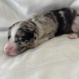 Australian Shepherd Puppies from William Vey