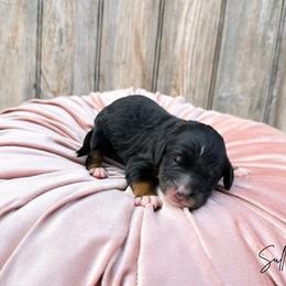 Sully - Phantom male Bernedoodle puppy in Wamego, Kansas from Doodles of Oz