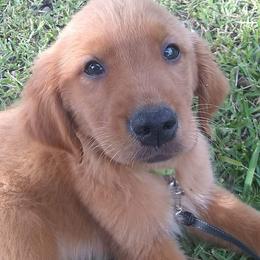 Golden Retriever Puppies from Ginger Snap Golden Retrievers