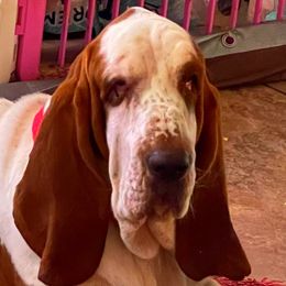 Ehukai - Basset Hound