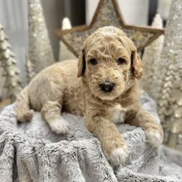 Sugar Plum (Purple Collar) - Cream female Goldendoodle puppy in Bay City, Texas from Charming Doods