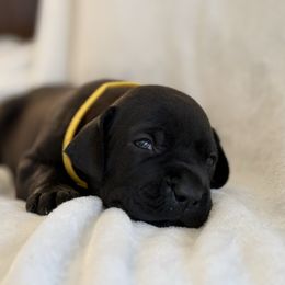 Aviator - Black male Great Dane puppy in Reno, Nevada from Good Dog Danes