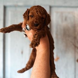 Topaz - Apricot Goldendoodle puppy in Shingle Springs, California from Kindred Oak Goldendoodles