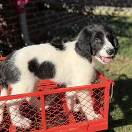 George - Black and white male Assorted Doodle Crosses puppy in Coweta, Oklahoma from Storybook Doodles