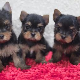 Yorkshire Terrier puppies from Twilights Yorkies FL