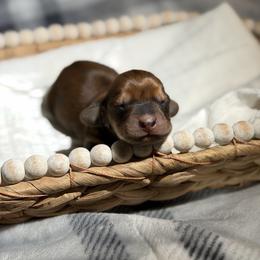 Boy 2. Shaded red - Red male Dachshund puppy in Bald Knob, Arkansas from Victoria’s Dachshunds