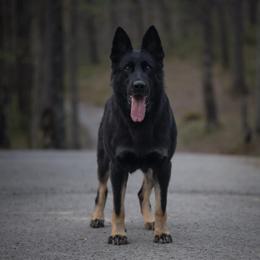 Naomi - German Shepherd