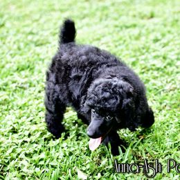 Poodle Puppies from Anna-Ash Poodles