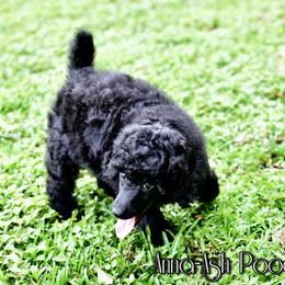 Poodle Puppies from Anna-Ash Poodles