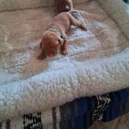 Green - Golden rust male Vizsla puppy in Maineville, Ohio from Izabella Vizslas