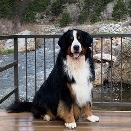 Bernese Mountain Dog All Grown Up from Tollhaus Bernese Mountain Dogs