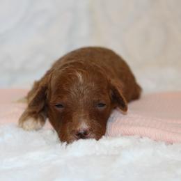 Girl 1 - Red  female Poodle puppy in Somerset, Ohio from Odyssey Pups
