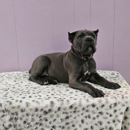 Cane Corso Puppies from RRR Corsos