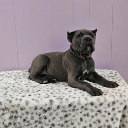Cane Corso Puppies from RRR Corsos