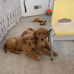 Green collar male - Dark golden male Golden Retriever puppy in Yucaipa, California from Blessed Goldens