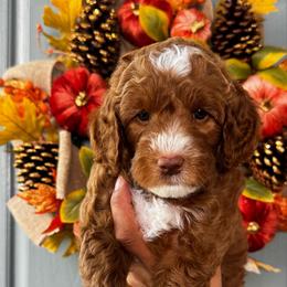 Boy 3 - Red  male Goldendoodle puppy in Elk Grove, California from Doodles by Faith
