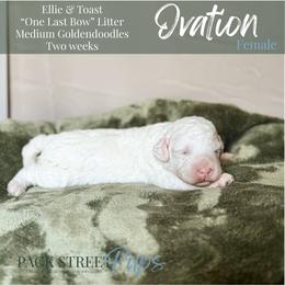 Ovation - Parti female Goldendoodle puppy in Paxville, South Carolina from Pack Street Pups