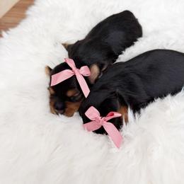 Puppy 7 - Black and gold female Yorkshire Terrier puppy in Modesto, California from The Dog House