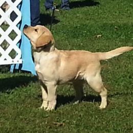 Labrador Retriever Puppies from PRAIRIESKY KENNELS