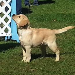 Labrador Retriever Puppies from PRAIRIESKY KENNELS