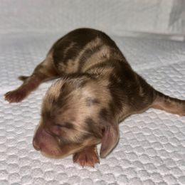 Pistol's Female 3 - Dapple female Dachshund puppy in Rattan, Oklahoma from Burgett’s Barnyard Dachshunds