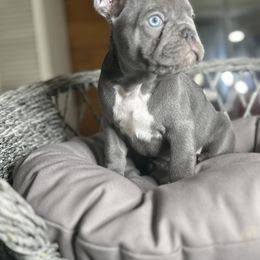 French Bulldog Puppies from Fancy Frenchies